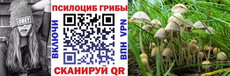 Псилоцибиновые грибы Psilocybine cubensis  Конаково 